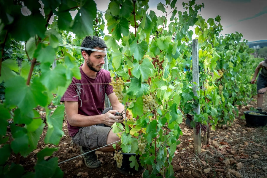 Le vigneron, domaine la vigne mouton, Mâcon, vin bio, biodynamie, Demeter, vins biodynamiques, nature, chardonnay, vivant, vignes saines, sans pesticides, bio,