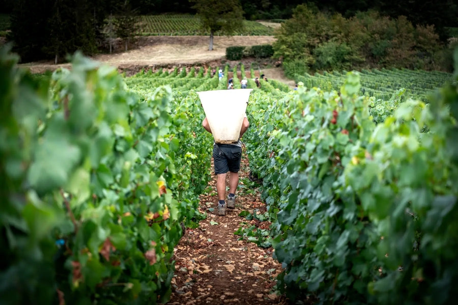 Le vigneron, domaine la vigne mouton, Mâcon, vin bio, biodynamie, Demeter, vins biodynamiques, nature, chardonnay, vivant, vignes saines, sans pesticides, bio, vendanges manuelles, 