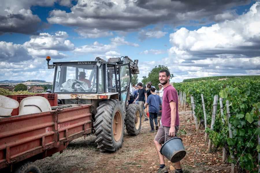 Le vigneron, domaine la vigne mouton, Mâcon, vin bio, biodynamie, Demeter, vins biodynamiques, nature, chardonnay, vivant, vignes saines, sans pesticides, bio, vendanges manuelles, 