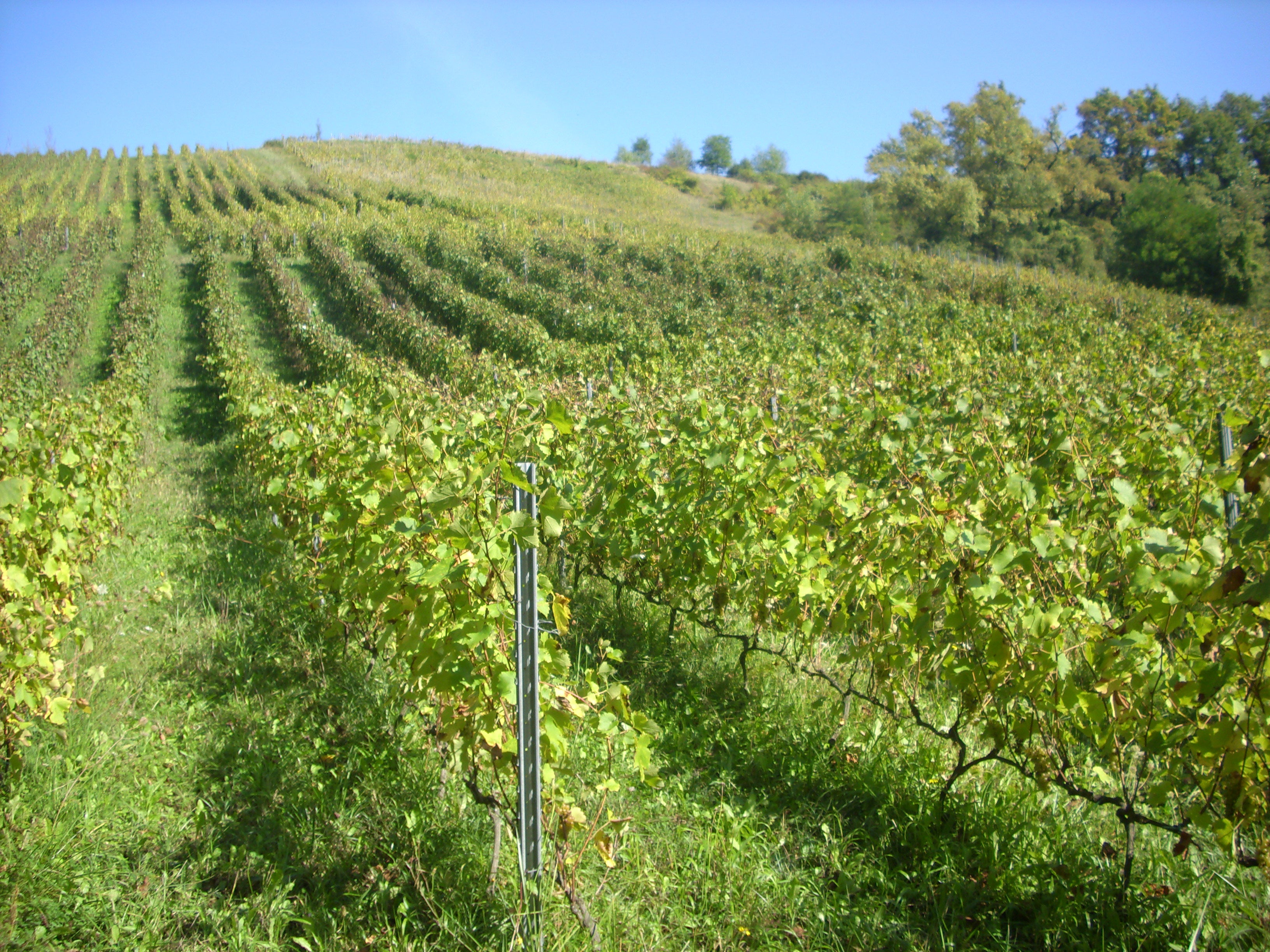 Quintessence d’Altesse 2023 - Domaine des Orchis