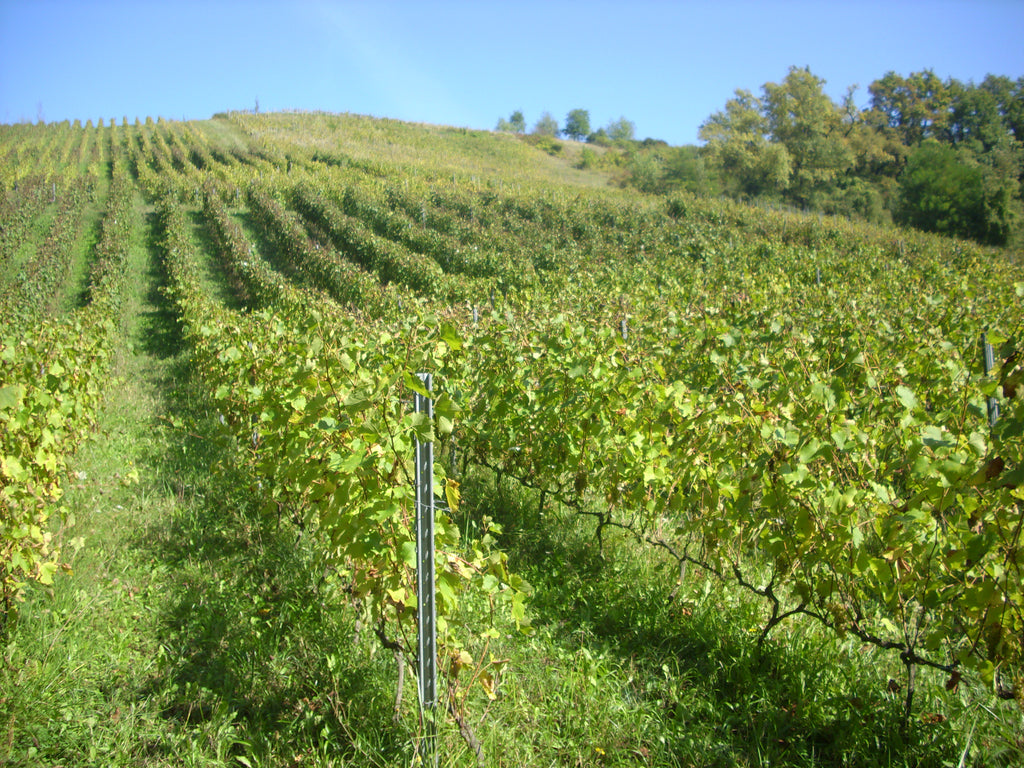Cuves fibres, ovoïdes, domaine des orchis