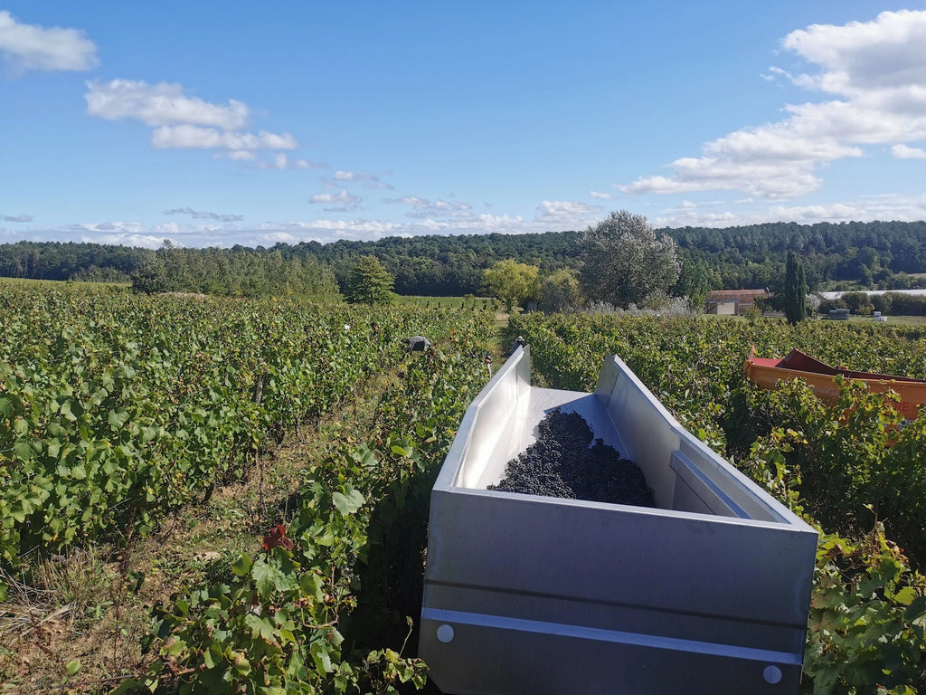 domaine la garreliere, loire, vignes, cave, bio, nature, vins bio, pinot noir, gamay, altesse, plouzeau, cave, fûts, vendanges,