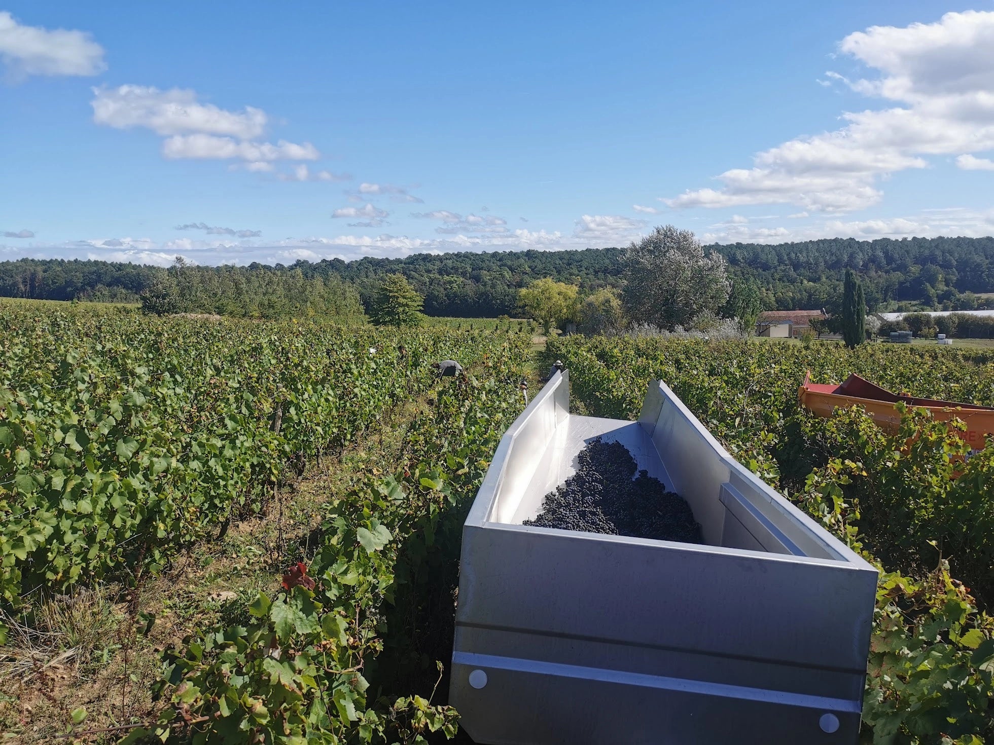 domaine la garreliere, loire, vignes, cave, bio, nature, vins bio, pinot noir, gamay, altesse, plouzeau, cave, fûts, vendanges,