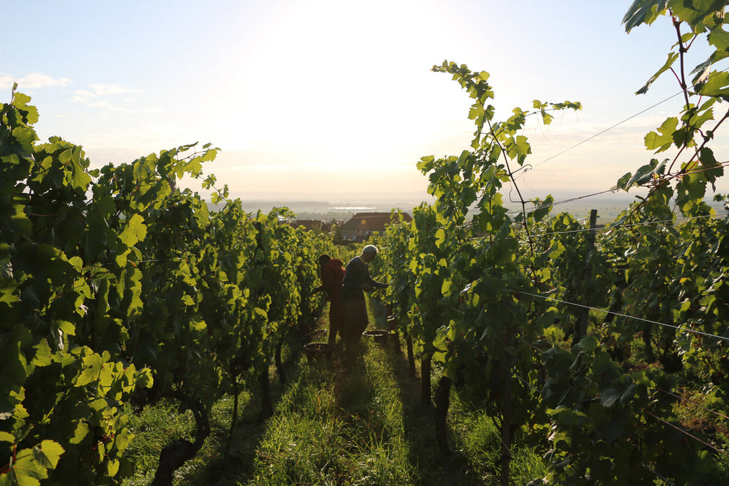 domaine beck-hartweg, alsace, vins bio, bio, naturel, nature, vivant, biodiversité, terroir, 