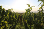 domaine beck-hartweg, alsace, vins bio, bio, naturel, nature, vivant, biodiversité, terroir, 