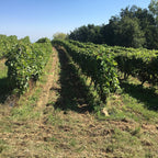 vignes, acheter vin bio, vin, vin bio, Côtes du rhône, naturel, vin nature, vin rouge bio, eclassan, bardes, tracol, rhône, bio, biodynamie, aix les bains, savoie, 