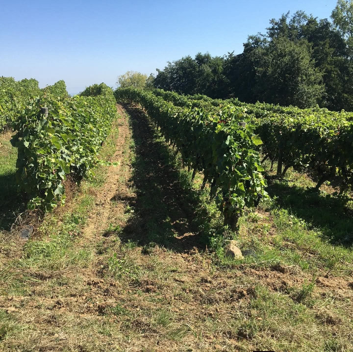 vignes, acheter vin bio, vin, vin bio, Côtes du rhône, naturel, vin nature, vin rouge bio, eclassan, bardes, tracol, rhône, bio, biodynamie, aix les bains, savoie, 