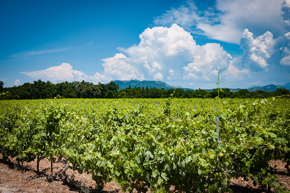 Domaine Montirius, vin bio, Bio, Biodynamie, vacqueyras, gigondas, pionniers, vins biodynamiques, nature, biodyvin, vignes saines, vivants,