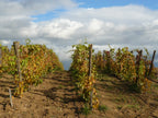 domaine des amphores, vignes, cave, bio, nature, vins bio, syrah, 