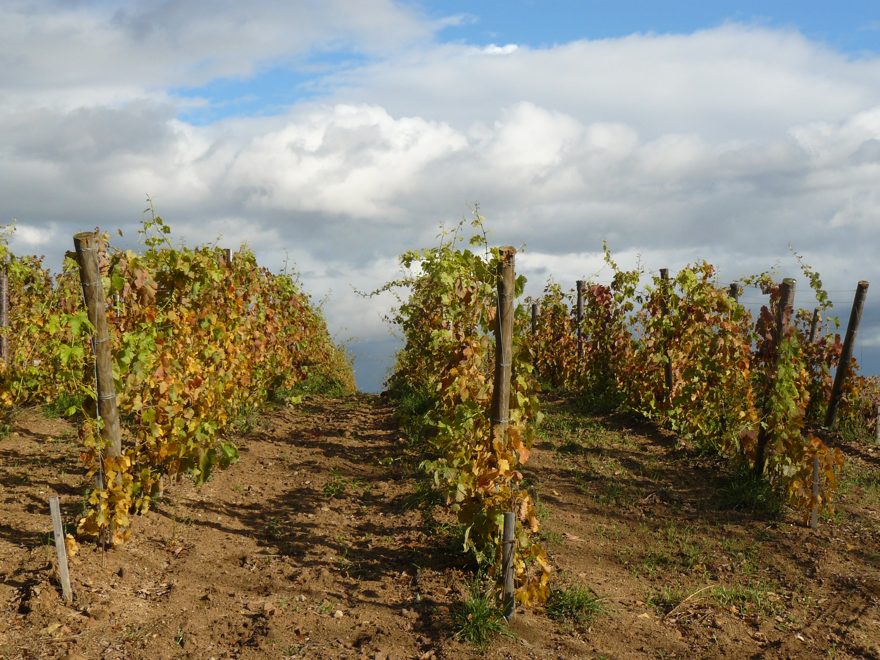 domaine des amphores, vignes, cave, bio, nature, vins bio, syrah, 