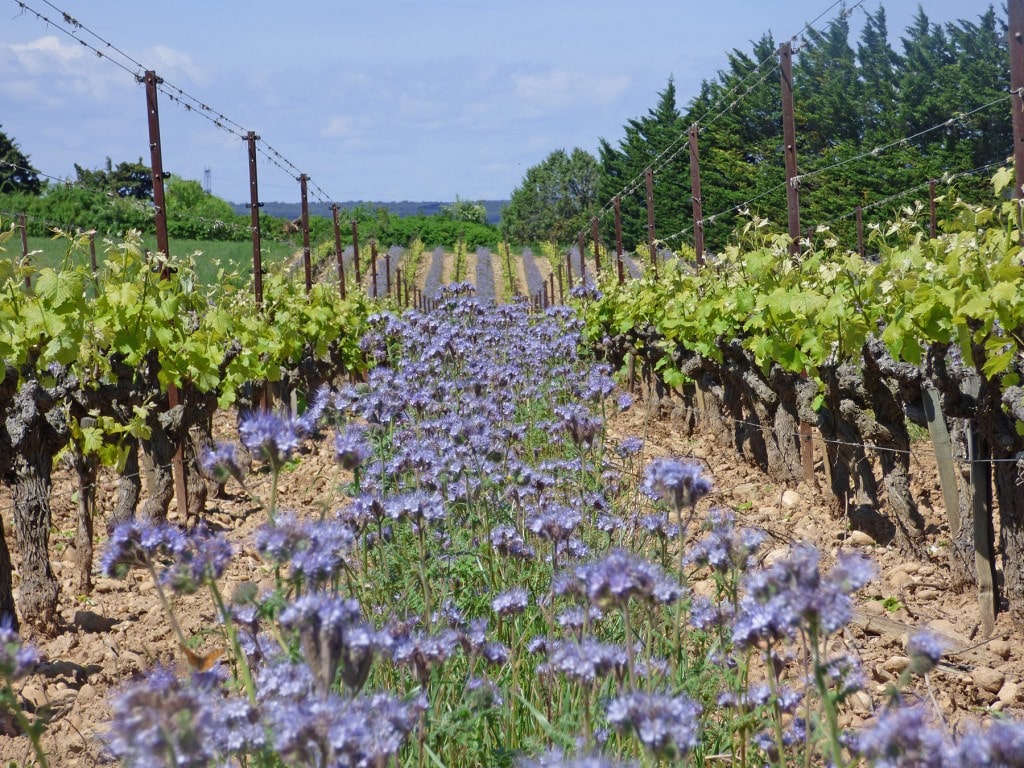 ardeche, vignes, libian, bio, vin bio, biodynamie, galets, bio, Rhône, masdelibian, thibon, caractère, vivant, qualité, cheval, fleurs,naturel, nature, 