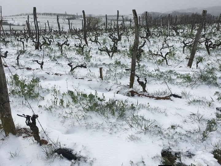 vignes, acheter vin bio, vin, vin bio, Côtes du rhône, naturel, vin nature, vin rouge bio, eclassan, bardes, tracol, rhône, bio, biodynamie, aix les bains, savoie, 