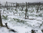 vignes, acheter vin bio, vin, vin bio, Côtes du rhône, naturel, vin nature, vin rouge bio, eclassan, bardes, tracol, rhône, bio, biodynamie, aix les bains, savoie, 
