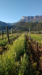 thevenet sylvain, vigneron, ferme saint maurice, vin, vins bio, Bio, muscat, die, nature, sec, bulles, petillant, naturel, drôme,