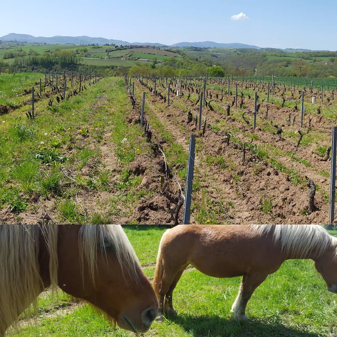 salon 2019 Grenoble, vins naturels, naturel, nature, vin bio, Bio, julien merle, vigneron, lubrifiant social, gamay, beaujolais, cheval, caractère, 