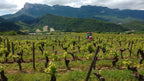 thevenet sylvain, vigneron, ferme saint maurice, vin, vins bio, Bio, muscat, die, nature, sec, bulles, petillant, naturel, drôme,