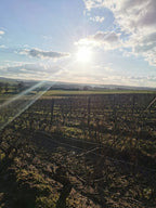 domaine la garreliere, loire, vignes, cave, bio, nature, vins bio, pinot noir, gamay, altesse, plouzeau, cave, fûts,