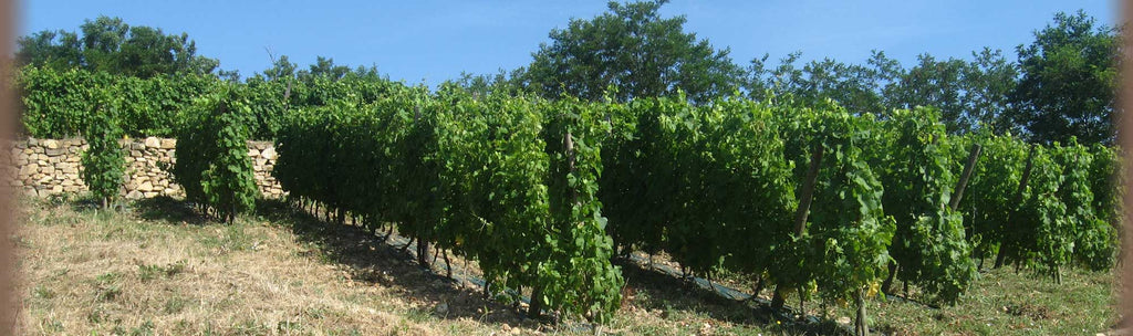 domaine des amphores, vignes, cave, bio, nature, vins bio, syrah, 