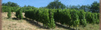domaine des amphores, vignes, cave, bio, nature, vins bio, syrah, 