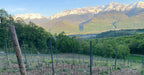 Les vignes, Belledonne, Domaine Finot, Isère, vin Bio, naturel, persan verdesse, etraire, rhône alpes, étonnant, cépages anciens, cépages oubliés, vin blanc bio, vin rouge bio