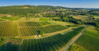 Croix Sarrant 2023, Domaine les Dolomies, travail au cheval, vignes Croix Sarran, domaine Les Dolomies, vins bio, bio, biodynamie, jura, naturel, nature, savagnin, nez dans le verre, salon vin bio jura, passenans,