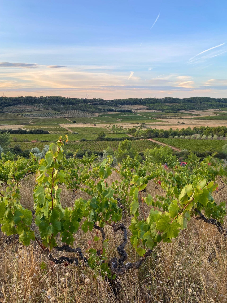 Cep, Domaine Les Eminades, vin, Languedoc, Bettoni, syrah, vin bio, vin biodynamique,  Saint-Chinian, naturel, biodynamique, nature, indigènes, vignes centenaires, 