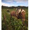 Travail du cheval, domaine Ballorin, naturedevin.com